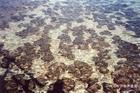 Shark Bay　の　Stromatolite